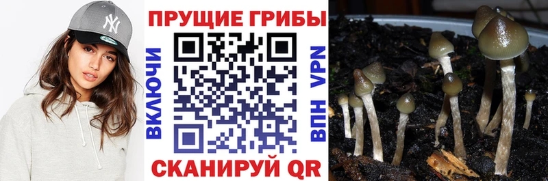Галлюциногенные грибы MAGIC MUSHROOMS  дарк нет какой сайт  Корсаков 